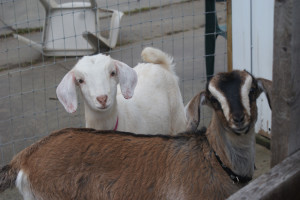 Farm fed: The Pellerito family recently added a pair of goats to its menagerie. Photo courtesy of Fred Pellerito.