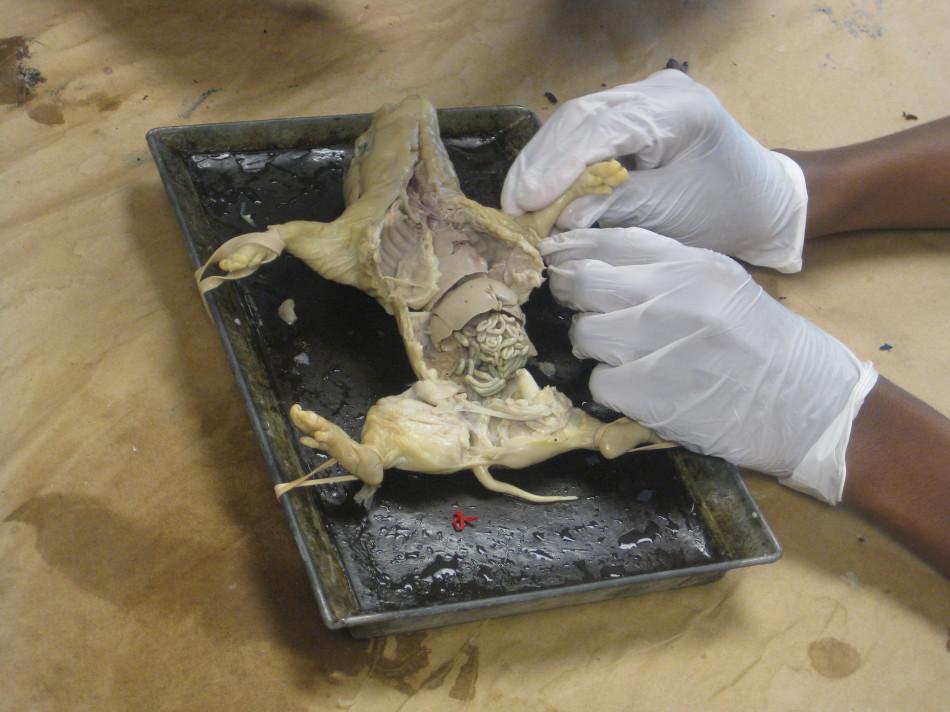 Students in the Biology classes of Craig Bonnington dissected fetal pigs to learn about anatomy.