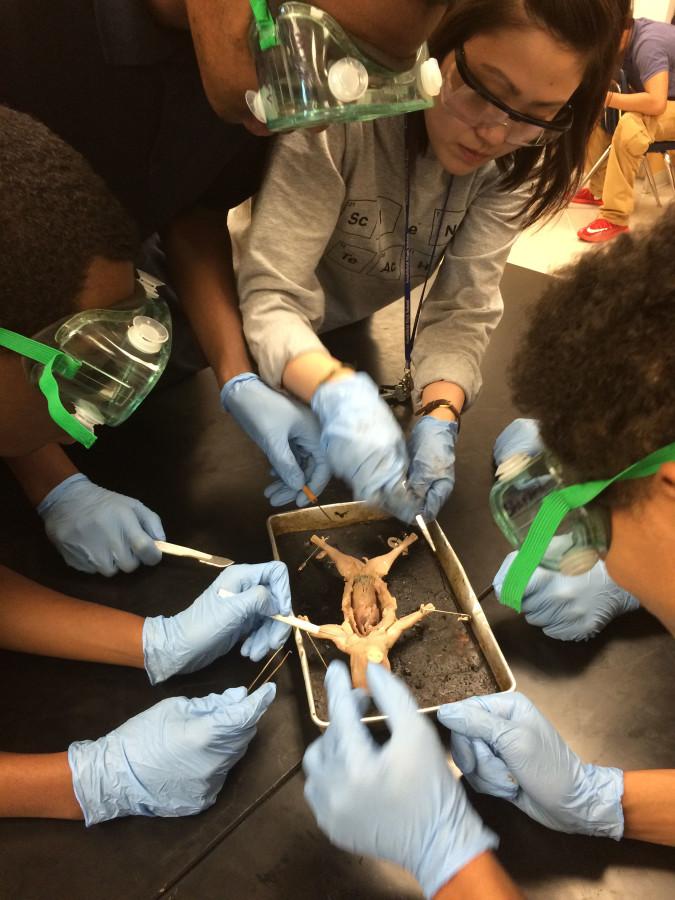 Slice of life: Dissecting a fetal pig are (from left to right) freshmen Michael Bridges and Tyrus Brown, student teacher Michelle Yang and freshman Cameron Galliard.